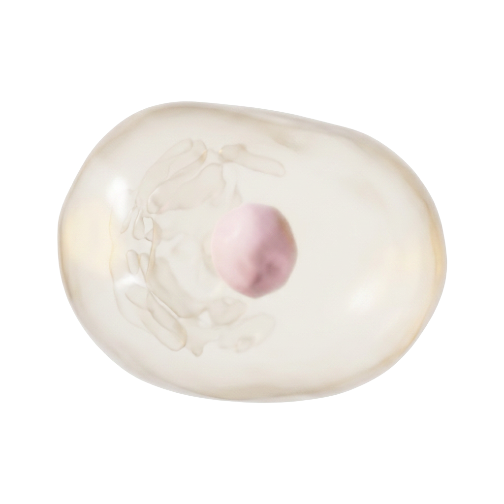 Translucent suspension-adapted cell with visible nucleus